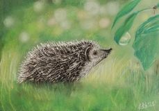 hedgehog in the summer grass