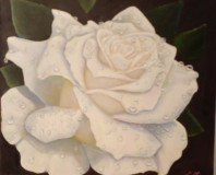 White rose after rain.