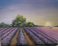 lavender fields