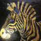 Солнечная зебра