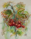 Guelder berry in lace