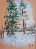 pine trees in winter