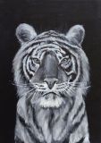 Tiger, symbol of the year