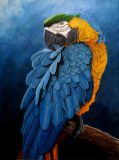 Большой яркий попугай