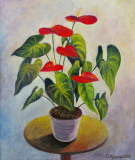 Anthurium