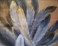 Feathers