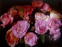 Rosas de peonía