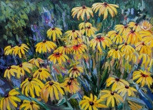 Rudbeckii