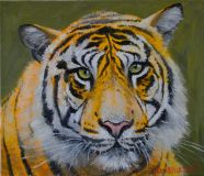 retrato de un tigre