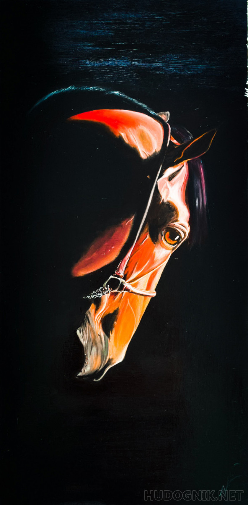 Horse's portrait