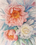 Peonies