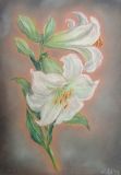 White lilias