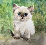 Kitty