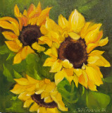 sunflowers