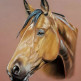 Портрет лошади