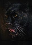 Black panthera