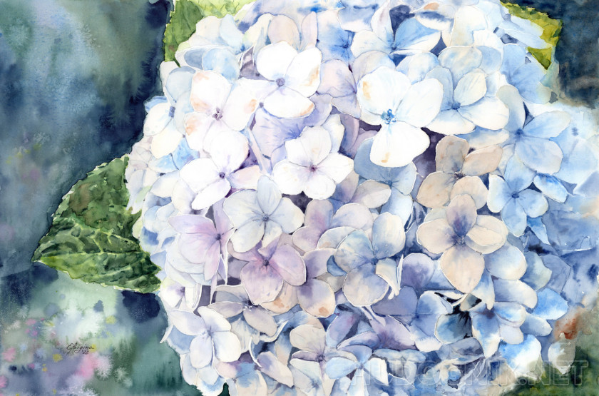 Blue hydrangea. Petal dance