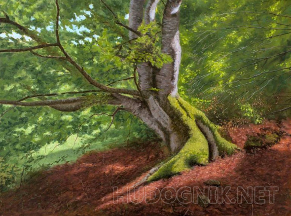 Картина Старый дуб. Размеры: 70x50, Год: 2019, Цена: 35000 рублей ...