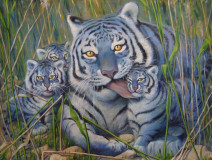 Tigres azules en las cañas