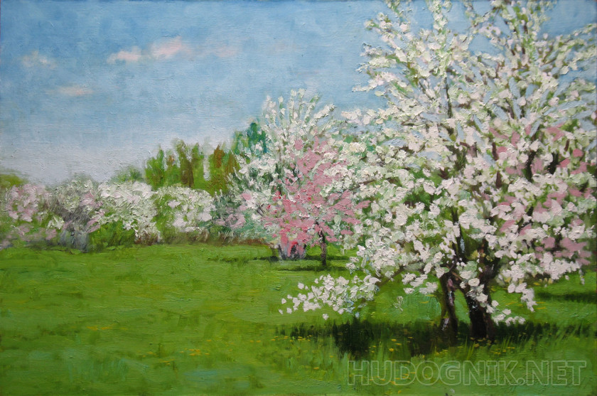 Spring.Apple orchard