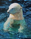 Белый медведь в море