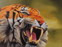 Aggressive tiger