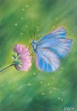 mariposa azul