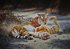 Королевский бенгальский тигр и детеныш