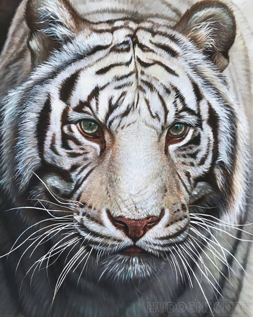 Picture White Tiger. Size: 50x60, Year: 2023, Price: 392 dollar Master  Zaitseva Julia