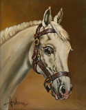 White horse portrait