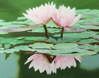 pink lotuses