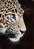 Leopardo de perfil