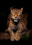 Грациозный леопард