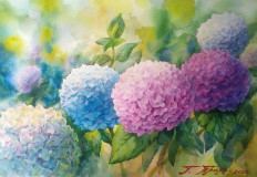 Hydrangeas