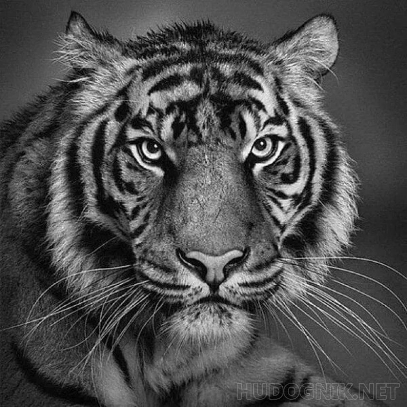 Большой выбор фотообоев Тигры в интернет-магазине photostena.ru