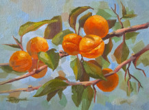 Apricots on a branch