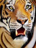 El tigre sorprendido