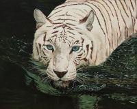 Tiger in the water