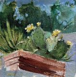 "Prickly pear blooms"