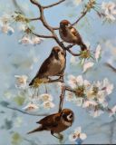 Sparrows , Spring