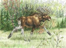"Running elk"