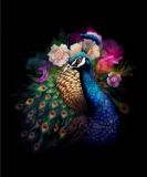 Bright peacock