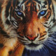 Голубоглазый тигр
