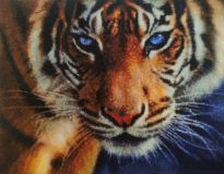 tigre de ojos azules