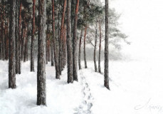 Bosque de pinos de invierno en la orilla.