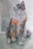 Cat Tusya. Watercolor sketch.
