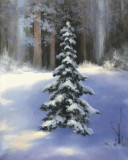 spruce in the forest