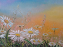 Daisies in the sunlight