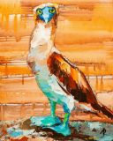 Blue-legged booby Hawrosha