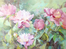 Peony morning